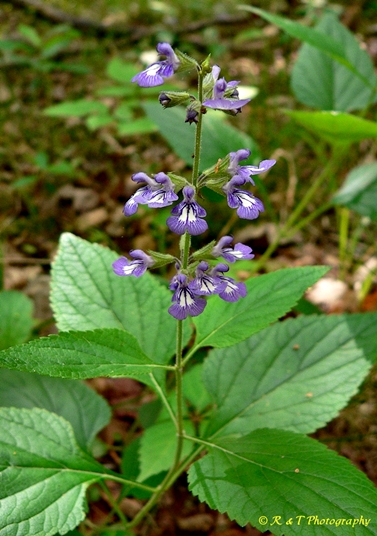 {Salvia urticifolia}